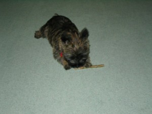 I know I'm tiny, but I can manage all of this chew you know.